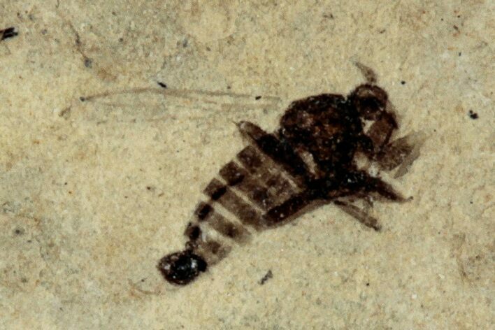 Detailed Fossil Marsh Fly (Tetanocera) - Cereste, France #290765
